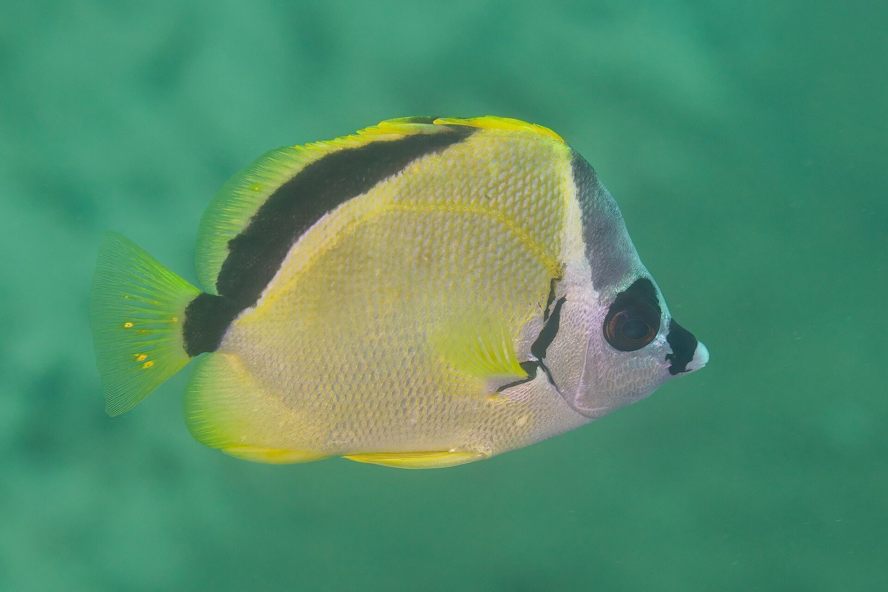 Cabo Pulmo marine reserve with coral reef and tropical fish near Costa Palmas East Cape