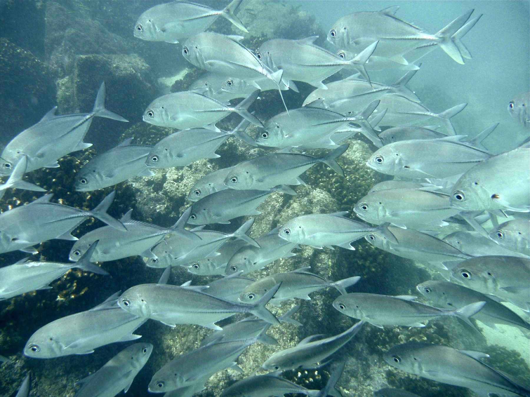 Reef fish in the shallows at Chileno Bay