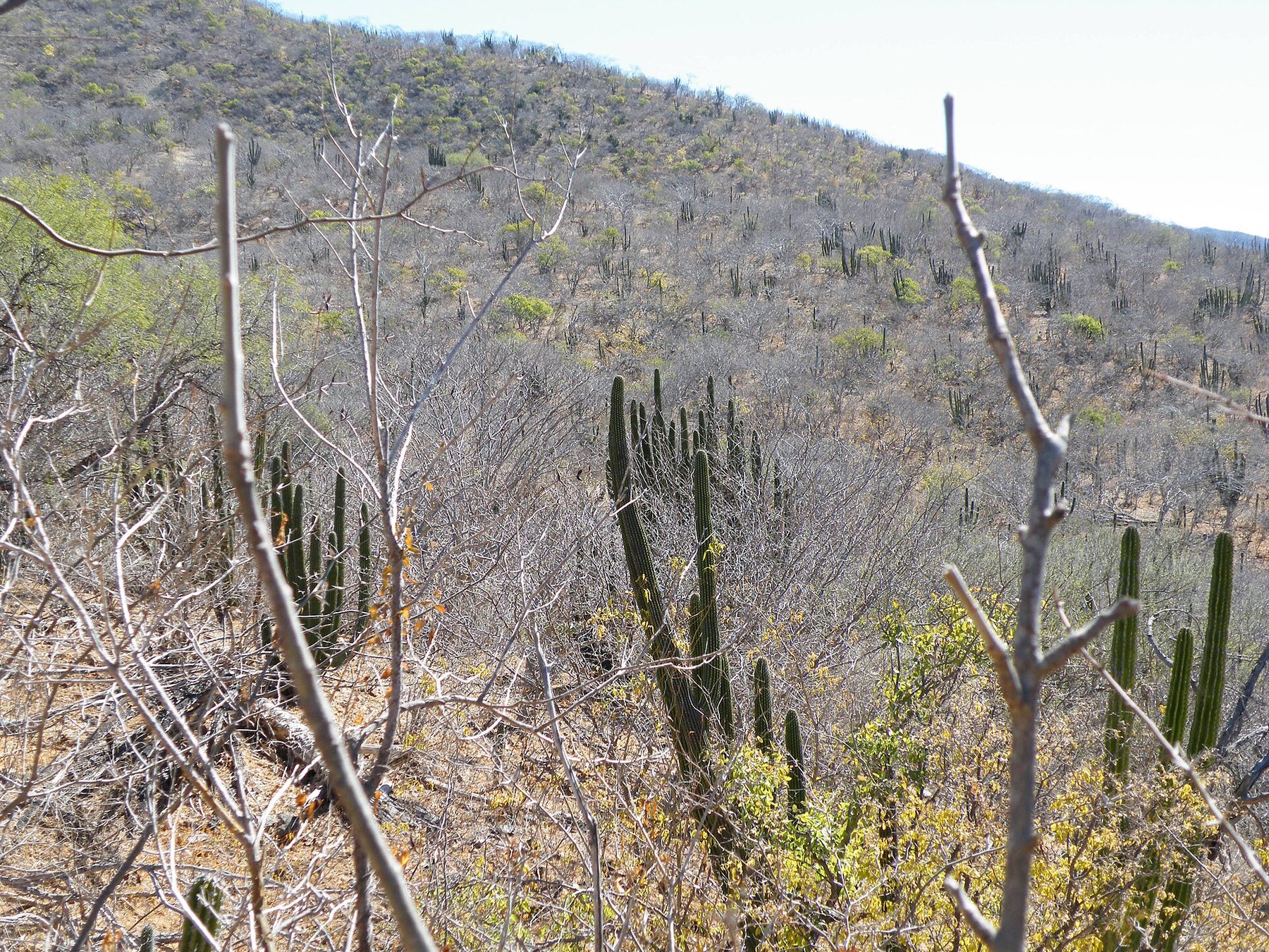 Desert landscape at El Triunfo on the eastern flank of the Sierra de la Laguna
