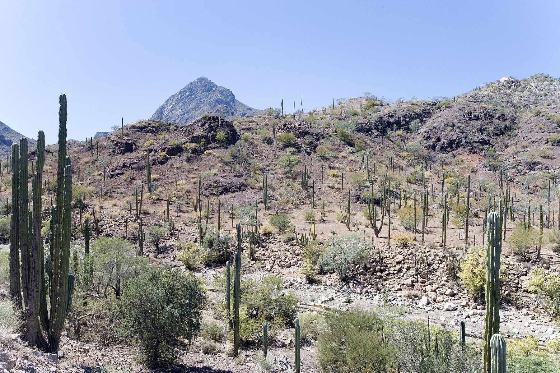 Sudcaliforniano desert landscape in Los Cabos