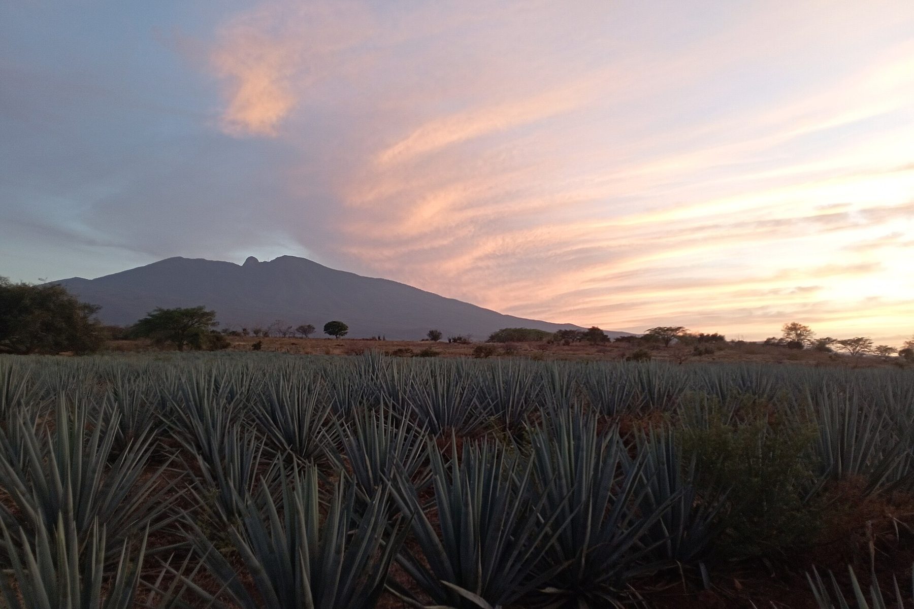 Cabo Tequila, Mezcal & Wine Tasting Guide for 2026