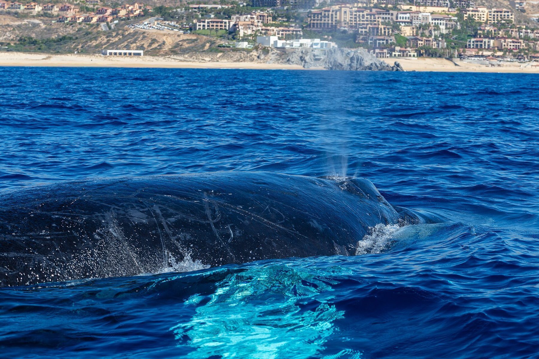 Snorkeling in crystal-clear waters of the Sea of Cortez near Cabo San Lucas