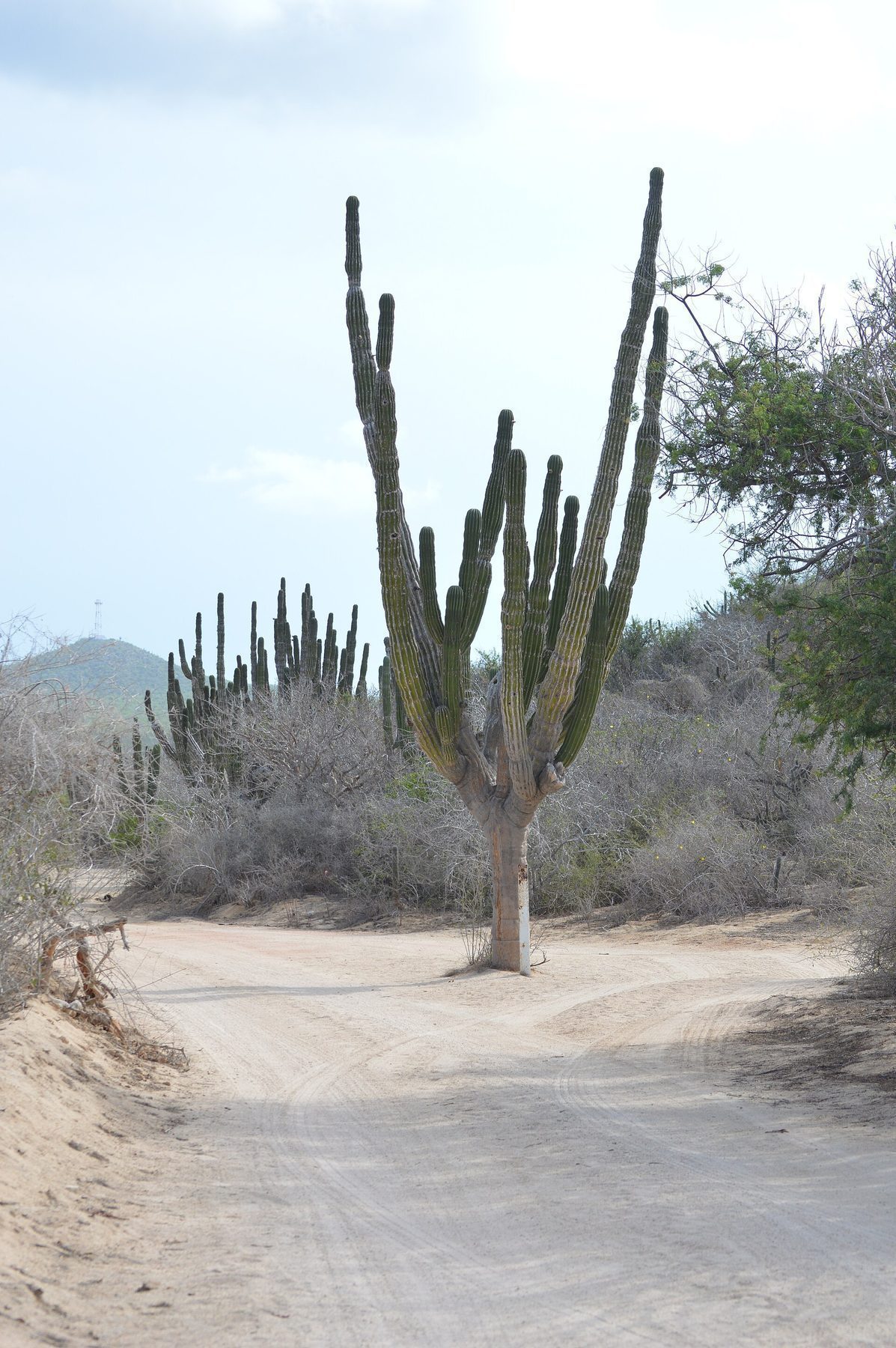 Baja California desert landscape with cardon cactus near East Cape communities