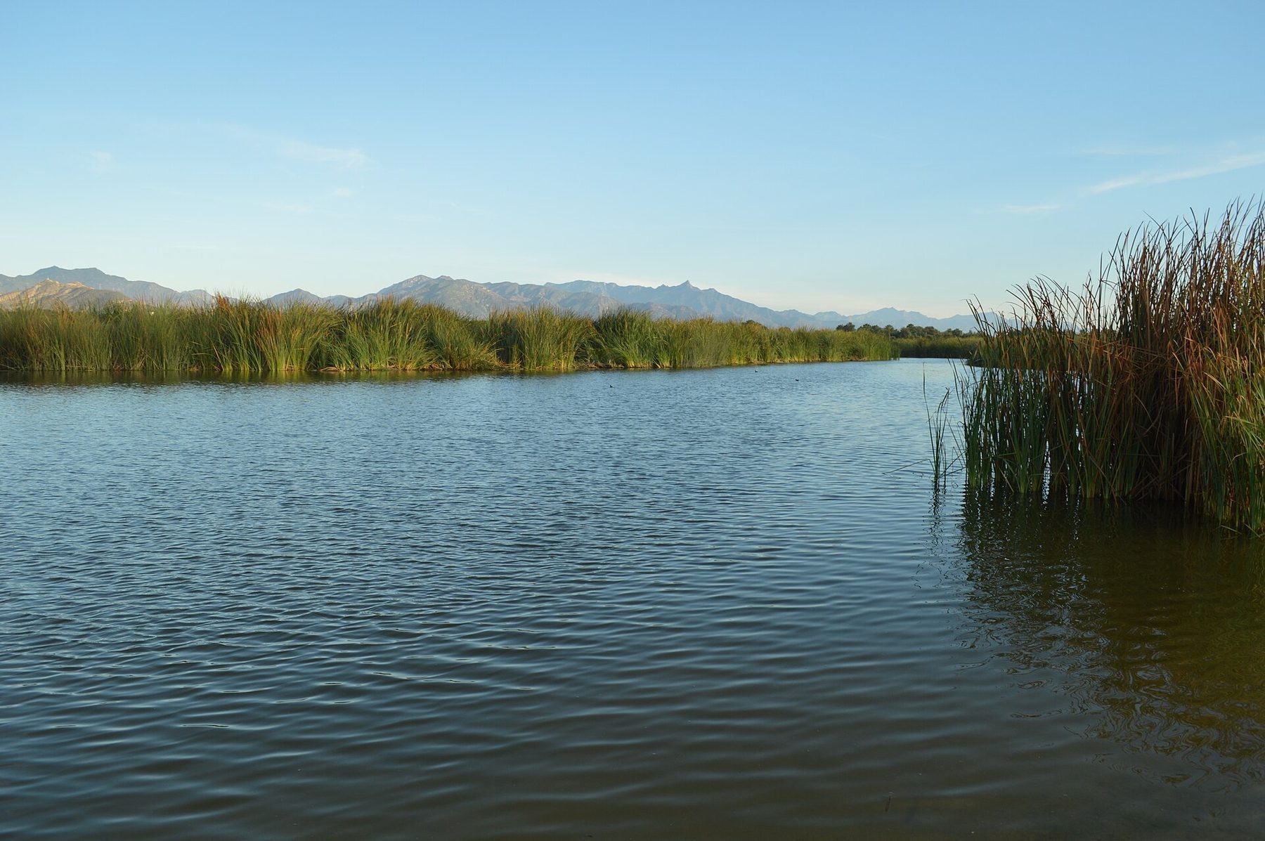 San Jose del Cabo estuary bird sanctuary with tropical vegetation and wildlife
