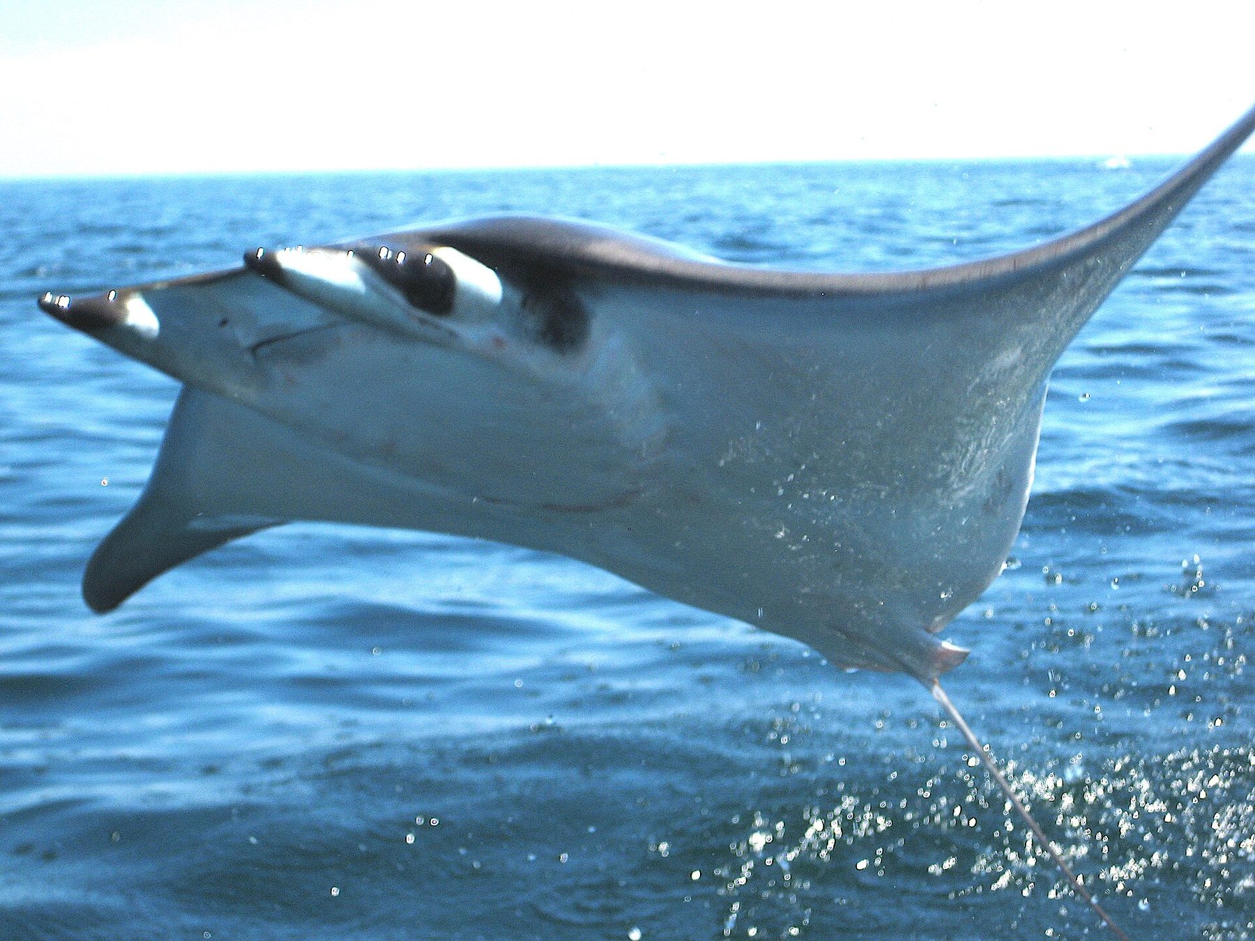 Mobula rays breaching off Cabo Pulmo