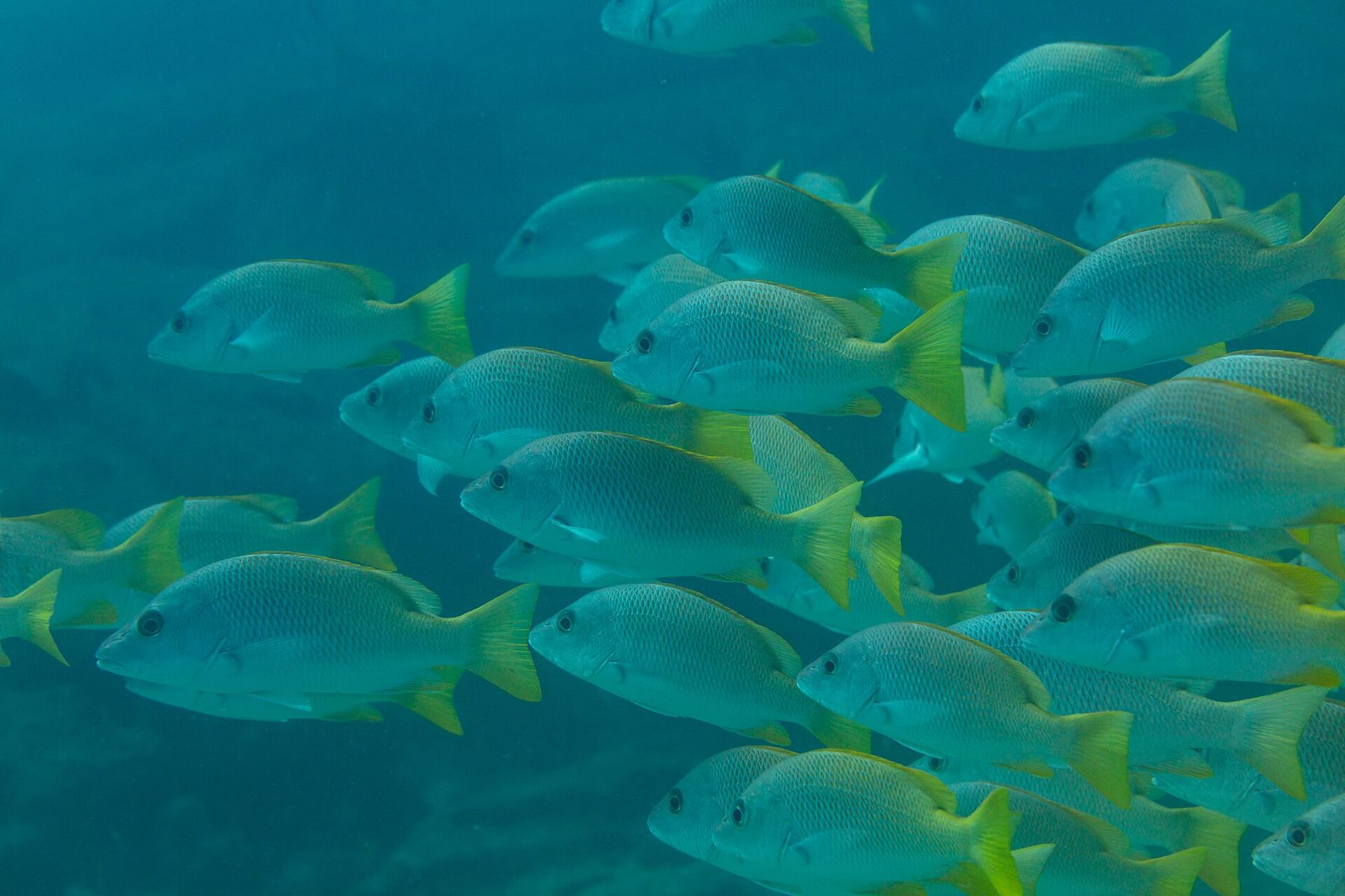 A school of yellow snapper over the reef at Cabo Pulmo National Marine Park