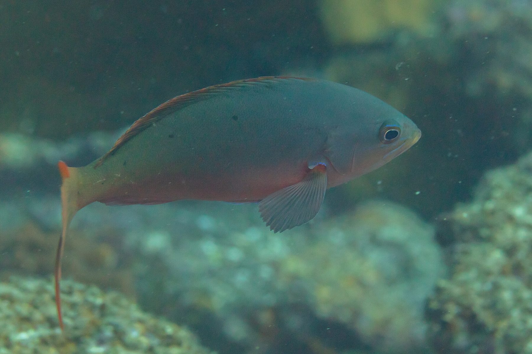 Sea of Cortez underwater marine environment near Los Cabos with diverse fish species
