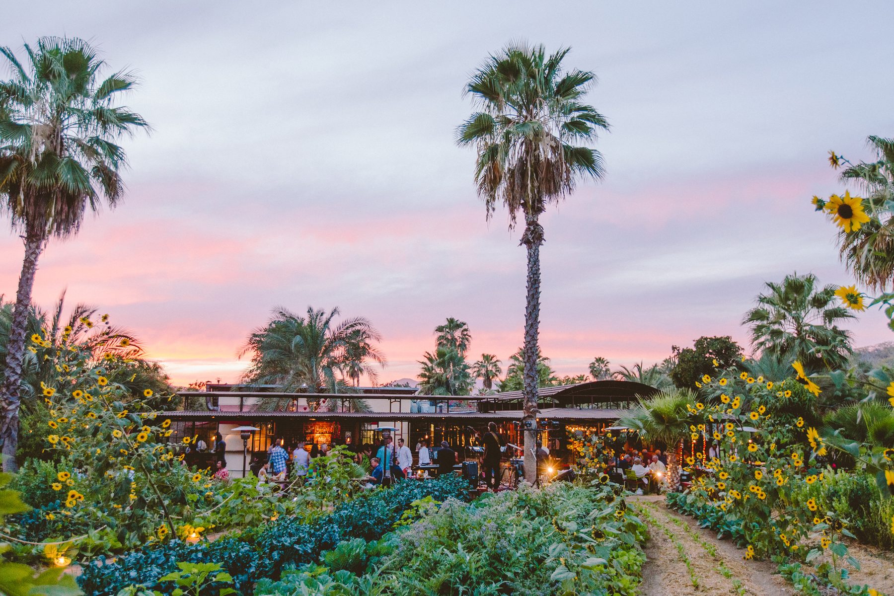 Farm-to-table dining experience in Los Cabos with fresh organic ingredients