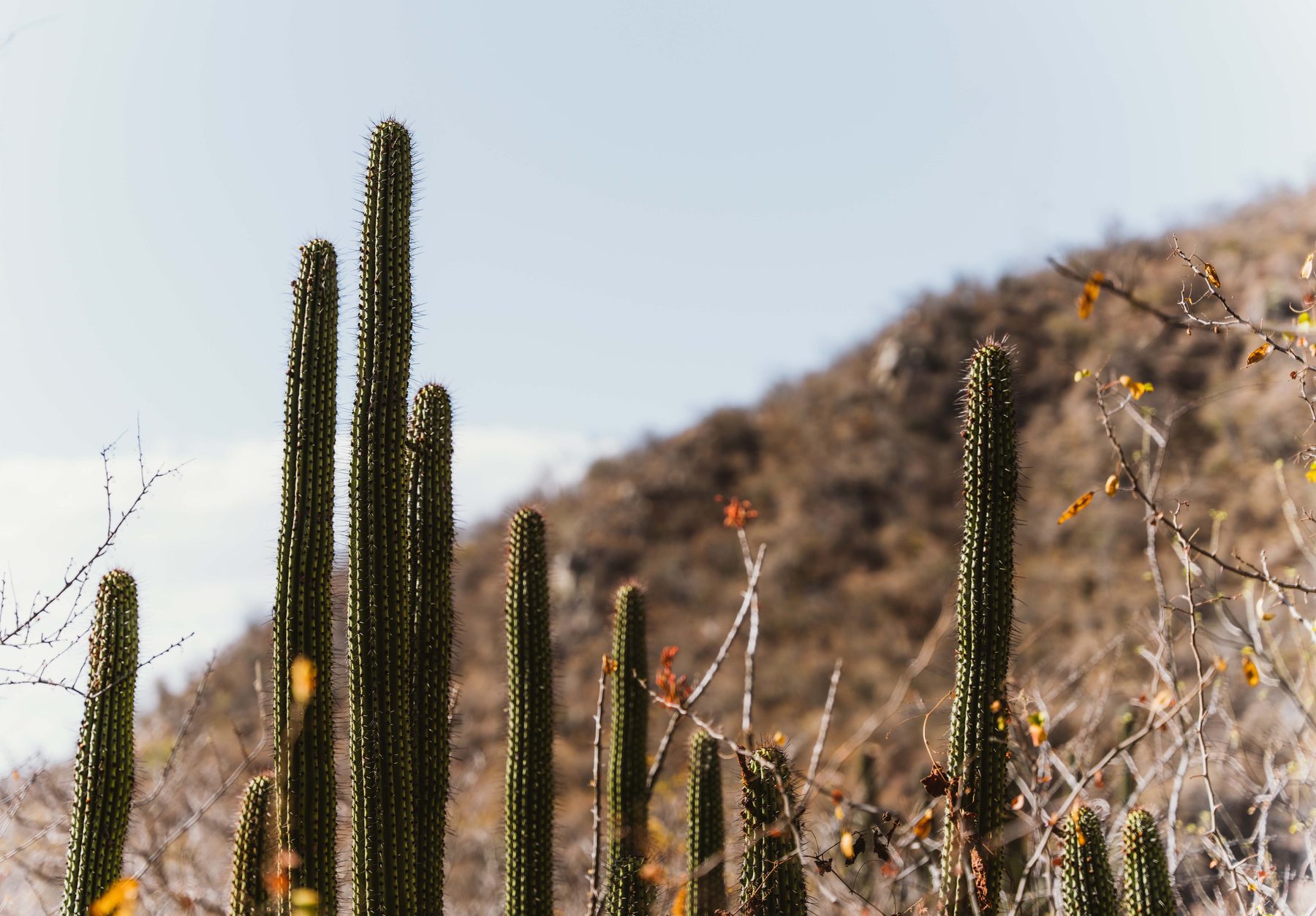 Cardon cacti on a Baja California desert hillside